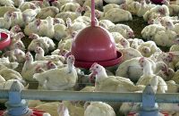 BRF recolhe carne de frango por risco de contaminação por salmonella Arquivo Agência Brasil